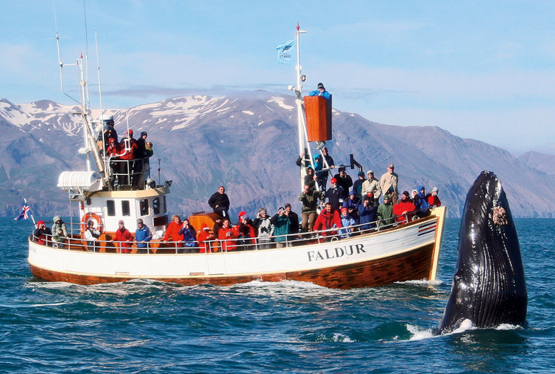 is Island worth visiting? Whale Watching